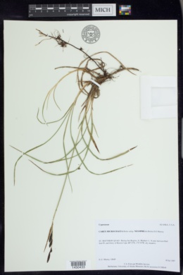 Carex microchaeta subsp. nesophila image