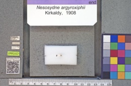 Image of Nesosydne argyroxiphii