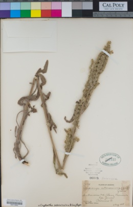 Image of Oreocarya setosissima