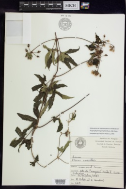 Stigmaphyllon jatrophifolium image