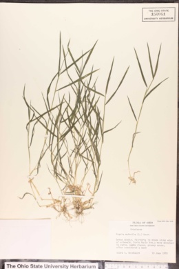 Agrostis matrella image