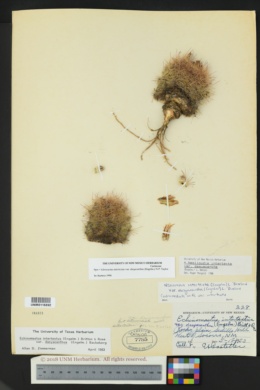 Sclerocactus intertextus var. intertextus image