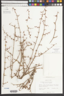 Eriogonum scabrellum image