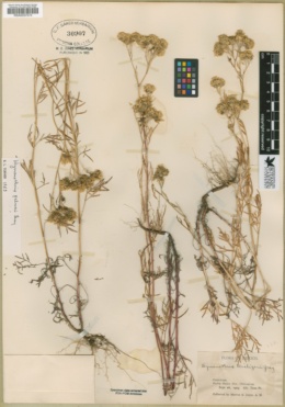 Hymenothrix palmeri image