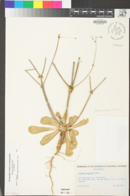 Acanthoscyphus parishii image