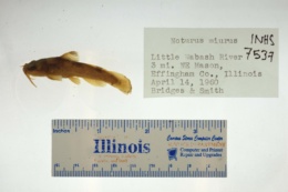 Noturus miurus image