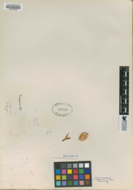 Astragalus sanguineus image