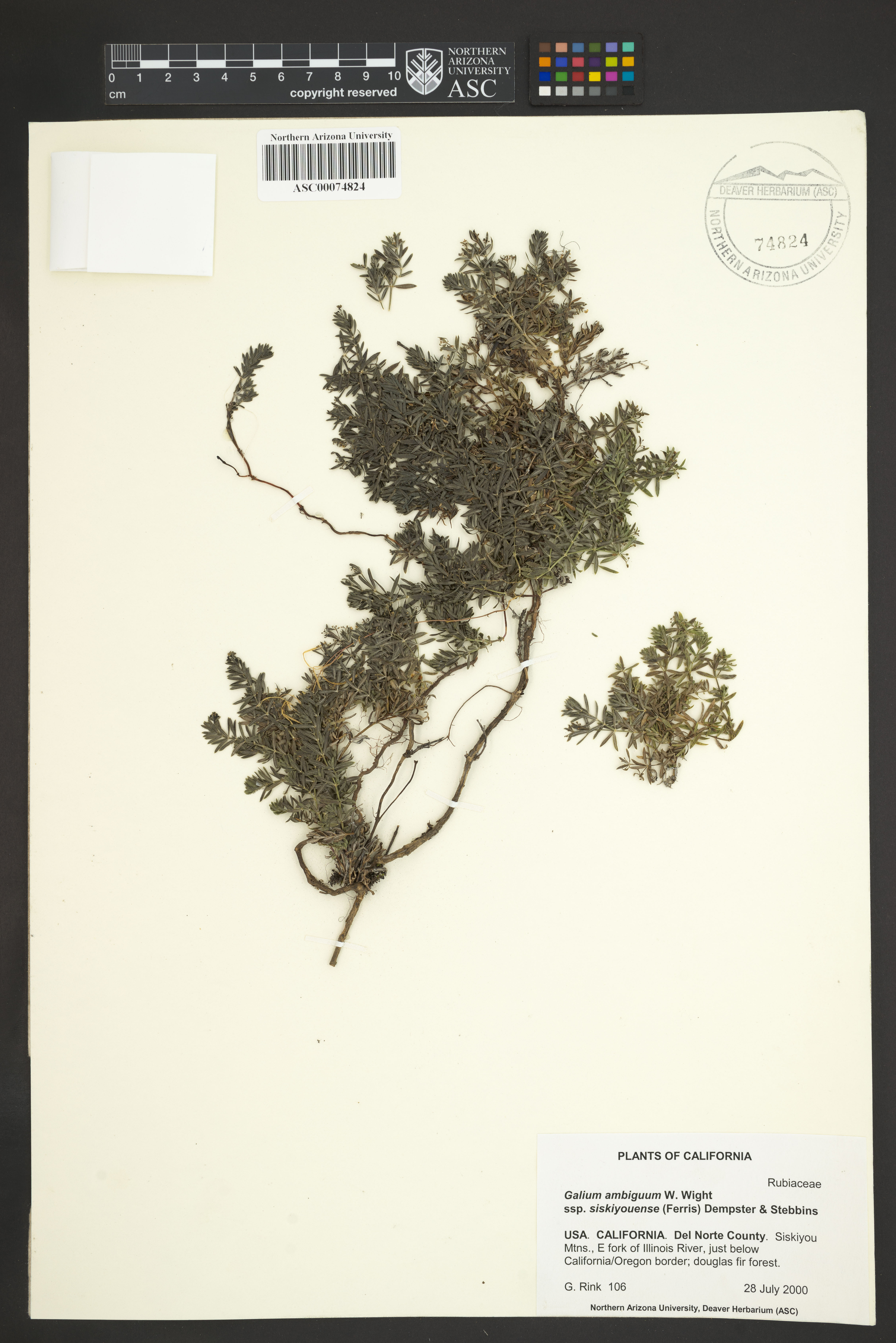 Galium ambiguum subsp. siskiyouense image