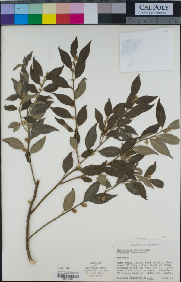 Buxaceae image