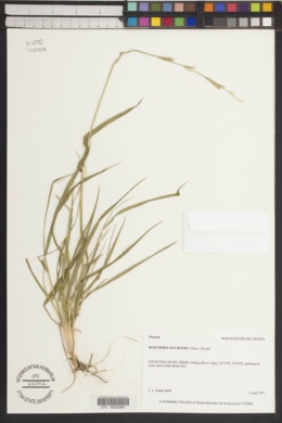 Image of Roegneria macroura