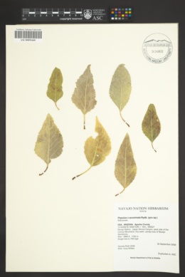 Populus x acuminata image