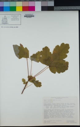 Toxicodendron diversilobum image