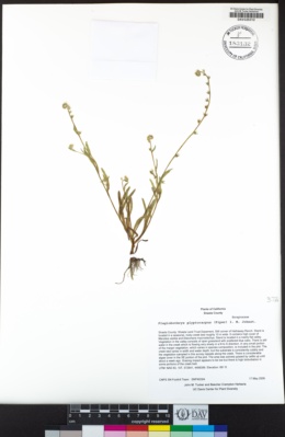Plagiobothrys glyptocarpus image