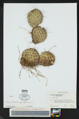 Opuntia polyacantha var. juniperina image