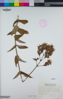 Image of Hypericum lanuginosum