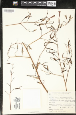 Pitcairnia paniculata image
