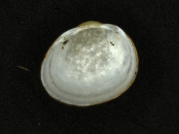 Pisidium ferrugineum image