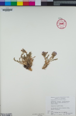 Image of Polemonium chartaceum