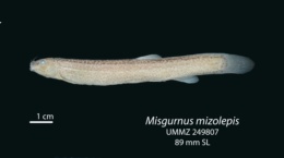 Image of Misgurnus mizolepis