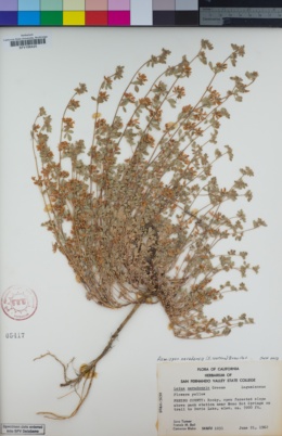 Image of Acmispon nevadensis