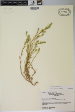 Image of Corispermum pallasii