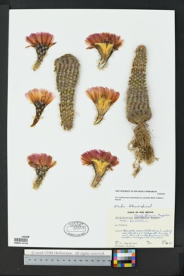 Echinocereus reichenbachii var. perbellus image