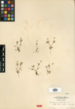 Nemophila spatulata image