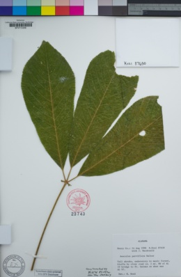 Image of Aesculus parviflora
