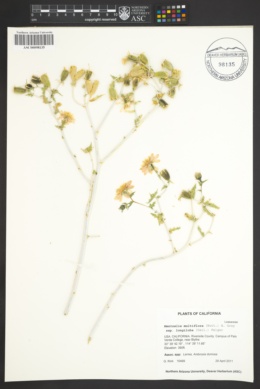 Mentzelia multiflora var. longiloba image