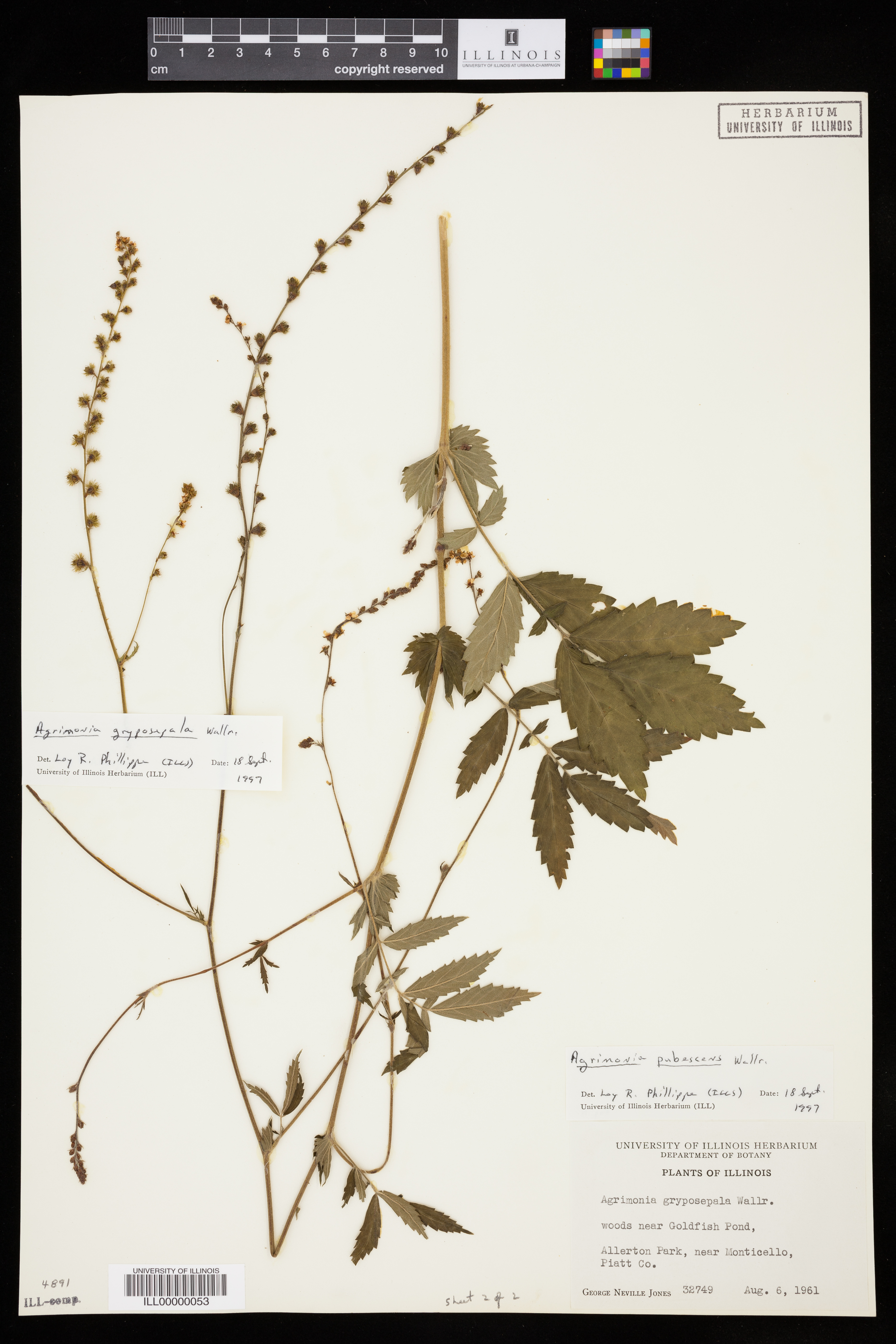 Image of Agrimonia pubescens