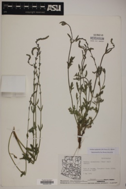 Verbena xylopoda image
