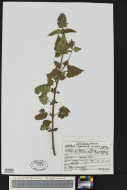 Agastache pallidiflora var. neomexicana image