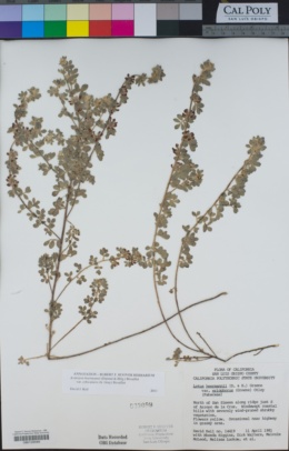 Acmispon heermannii var. orbicularis image