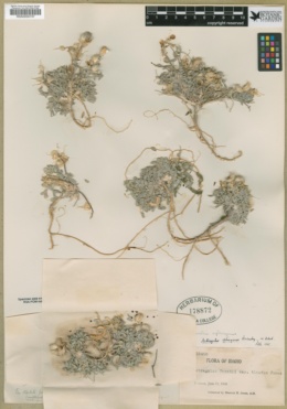 Astragalus purshii var. ophiogenes image