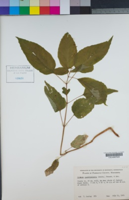 Image of Circaea quadrisulcata
