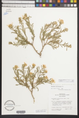 Image of Ericameria suffruticosa