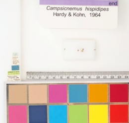 Campsicnemus hispidipes image