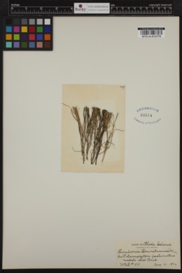 Rivularia bornetiana image