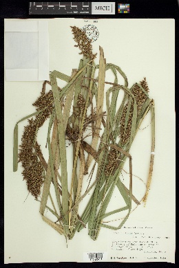 Carex hultenii image