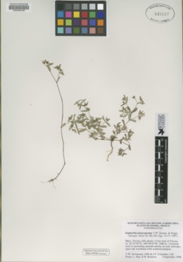 Euphorbia pionosperma image