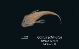Image of Cottus echinatus