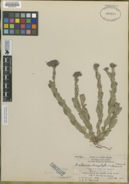 Image of Declieuxia dasyphylla