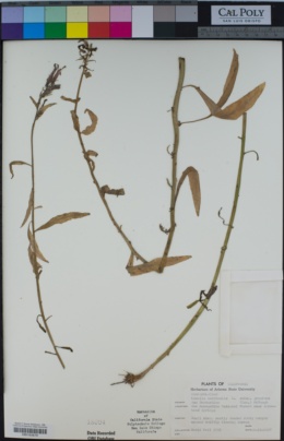 Image of Lobelia cardinalis