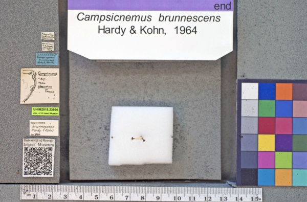 Campsicnemus brunnescens image