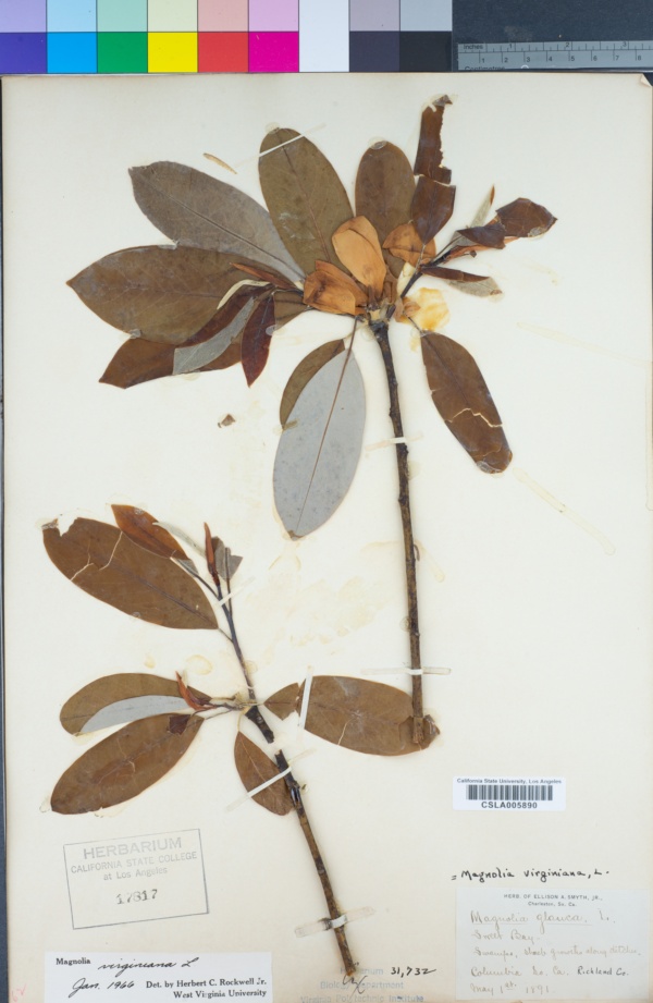 Magnolia virginiana subsp. virginiana image