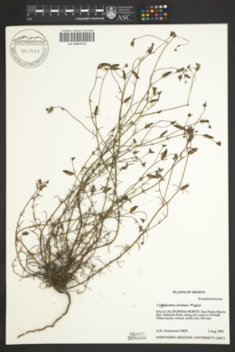 Image of Cordylanthus involutus