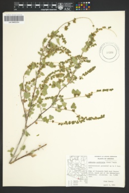 Ambrosia cordifolia image