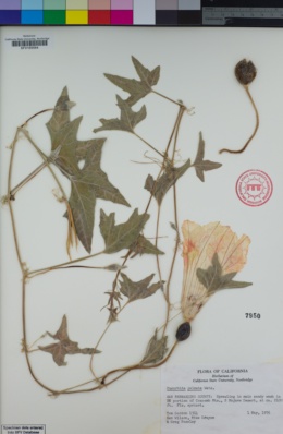 Image of Cucurbita palmata