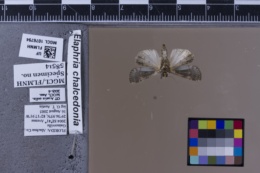 Elaphria chalcedonia image