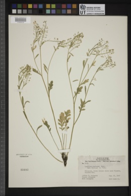 Lepidium montanum var. alpinum image